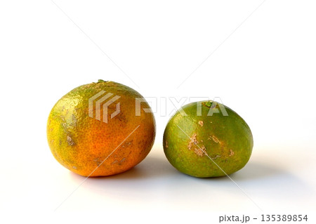 白背景の傷がついた訳あり青みかん 白背景の傷がついた訳あり青みかん 135389854
