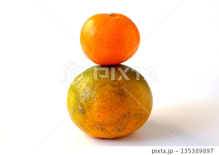 白背景の訳ありの小さい完熟みかんと大きい青みかん 135389897