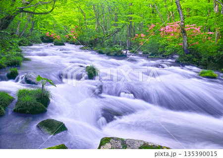 青森県十和田市、新緑の満開のヤマツツジが咲く奥入瀬渓谷の三乱の流れ 135390015