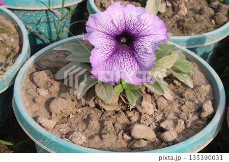 Petunia axillaris flower plant on pot Petunia axillaris flower plant on pot 135390031