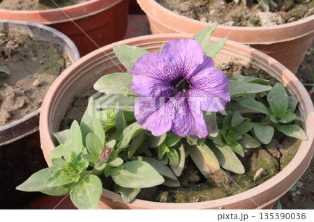 Petunia axillaris flower plant on pot Petunia axillaris flower plant on pot 135390036