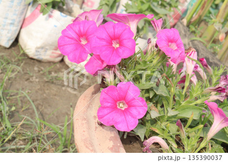 Petunia axillaris flower plant on pot Petunia axillaris flower plant on pot 135390037