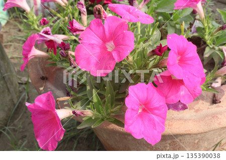 Petunia axillaris flower plant on pot Petunia axillaris flower plant on pot 135390038