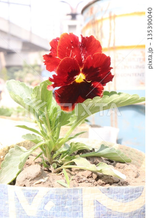 Petunia axillaris flower plant on pot Petunia axillaris flower plant on pot 135390040