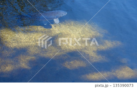 池を泳ぐ鯉と水底に映る光の波紋 135390073