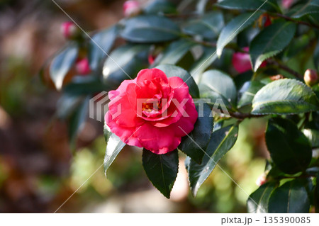 サザンカ Sasanqua camellia サザンカ Sasanqua camellia 135390085