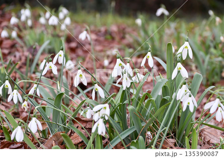 スノードロップ Snowdrop スノードロップ Snowdrop 135390087