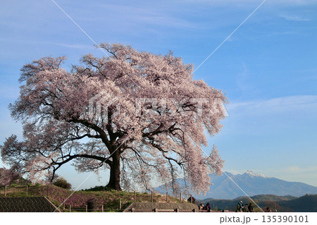 わに塚のサクラ・八ヶ岳(山梨県・北杜市) わに塚のサクラ・八ヶ岳(山梨県・北杜市) 135390101