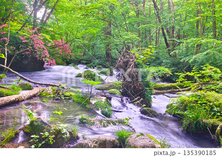 青森県十和田市、新緑の満開のヤマツツジが咲く奥入瀬渓谷の風景 青森県十和田市、新緑の満開のヤマツツジが咲く奥入瀬渓谷の風景 135390185