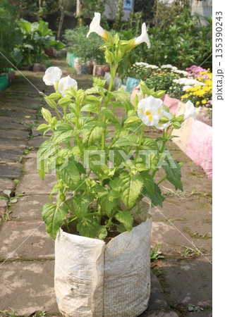 wishbone flower Ayurvedic medicinal plant on nursery wishbone flower Ayurvedic medicinal plant on nursery 135390243
