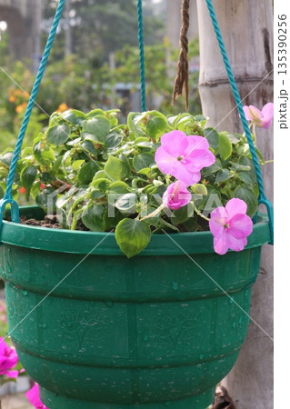 Impatiens flower plant on nursery for sell 135390256