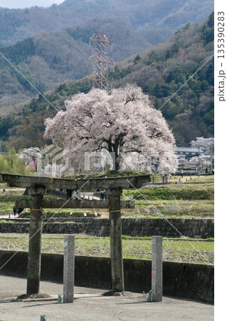 わに塚のサクラ・鳥居（山梨県・北杜市） 135390283