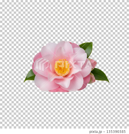 Pink camellia flower with leaves 135390385
