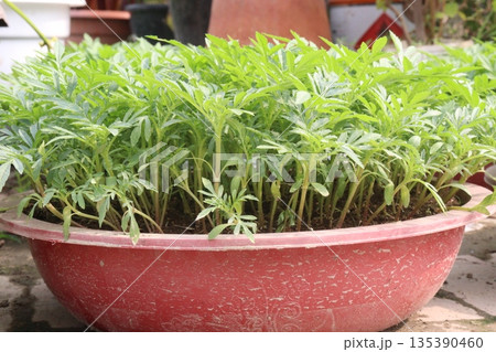 orange colored southern cone marigold flower farm 135390460
