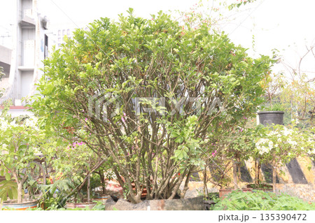 Aglaia odorata or Chinese Perfume flower Plant Aglaia odorata or Chinese Perfume flower Plant 135390472