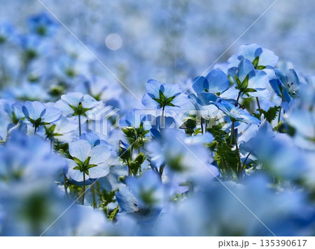 朝の花畑 朝の花畑 135390617