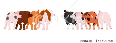 振り返る豚のグループ 135390706