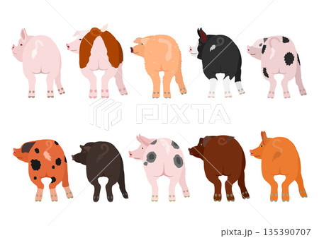 振り返る10種類の豚のセット 135390707