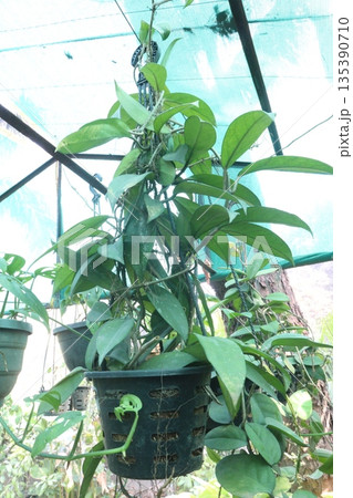 Hoya carnosa leaf plant on hanging pot in farm Hoya carnosa leaf plant on hanging pot in farm 135390710