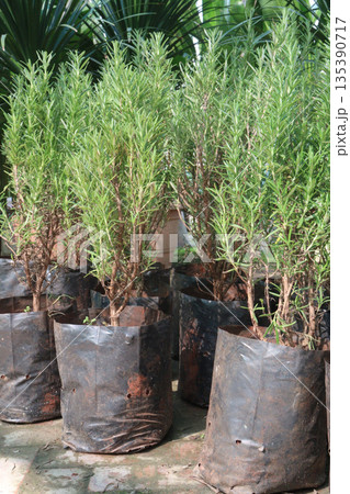 Rosemary leaf plant on pot Rosemary leaf plant on pot 135390717