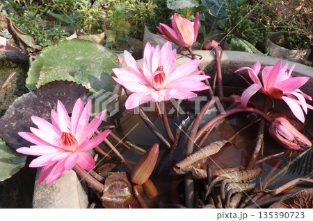 water Lily Flowers plant on pot in farm 135390723