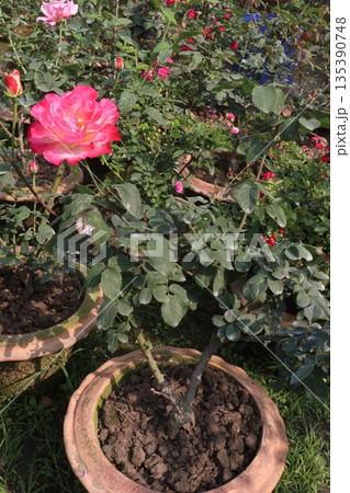 rose on tree in farm for sell 135390748