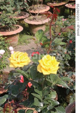 rose on tree in farm for sell 135390750