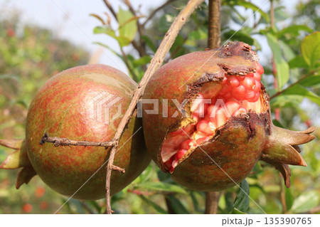 Cracked Pomegranate on tree in farm Cracked Pomegranate on tree in farm 135390765