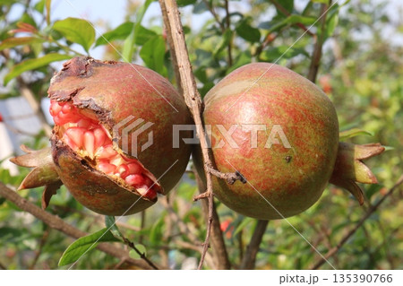 Cracked Pomegranate on tree in farm Cracked Pomegranate on tree in farm 135390766