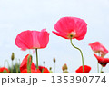 ポピー満開に咲く 135390774
