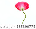 赤いポピーの花 135390775