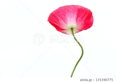 赤いポピーの花 135390775