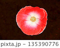 ポピーの赤い花 135390776