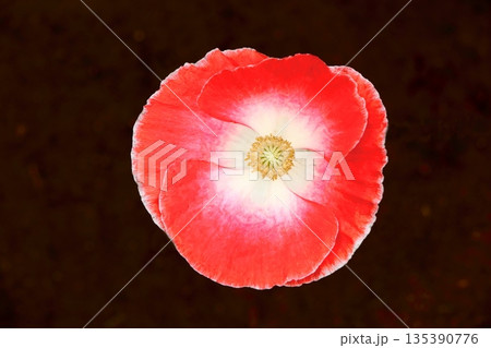 ポピーの赤い花 135390776