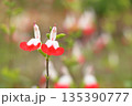 チェリーセージの赤い花 135390777