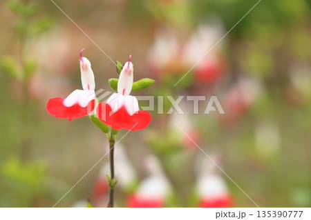 チェリーセージの赤い花 135390777