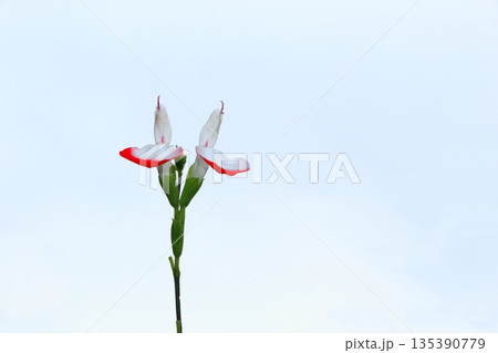 チェリーセージの花 135390779