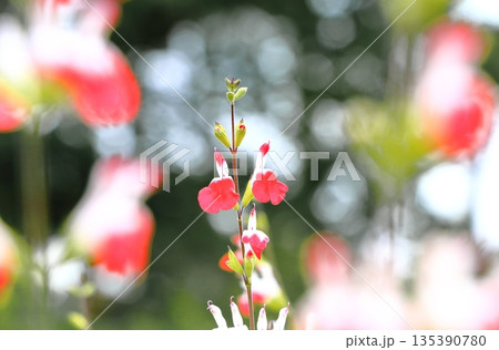 チェリーセージの咲く花畑 チェリーセージの咲く花畑 135390780