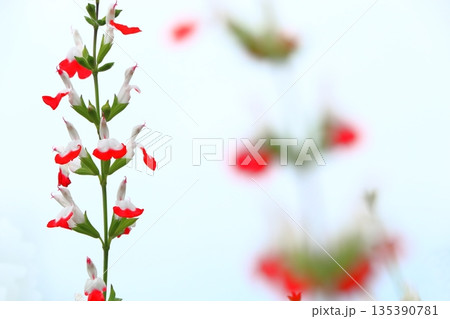 チェリーセージ満開に咲く 135390781