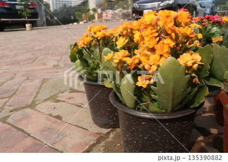 Kalanchoe blossfeldiana flower plant on pot 135390882