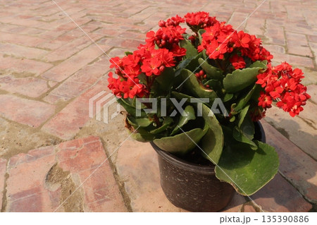 Kalanchoe blossfeldiana flower plant on pot Kalanchoe blossfeldiana flower plant on pot 135390886