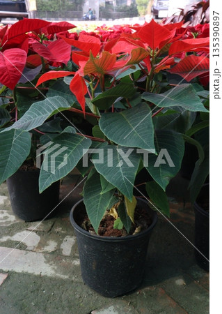 Poinsettia flower plant on nursery Poinsettia flower plant on nursery 135390897