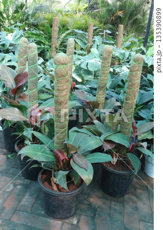 Philodendron Sun Red leaf plant on pot Philodendron Sun Red leaf plant on pot 135390899