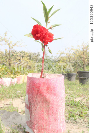 Impatiens balsamina flower plant on bag Impatiens balsamina flower plant on bag 135390948