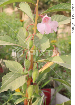 Impatiens balsamina flower plant on bag Impatiens balsamina flower plant on bag 135390954
