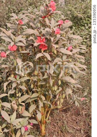 Impatiens balsamina flower plant on bag Impatiens balsamina flower plant on bag 135390956