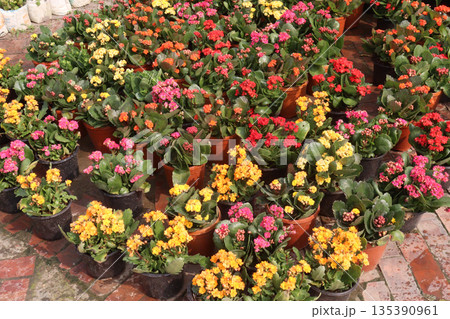 Kalanchoe blossfeldiana flower plant on pot Kalanchoe blossfeldiana flower plant on pot 135390961