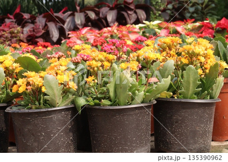 Kalanchoe blossfeldiana flower plant on pot 135390962