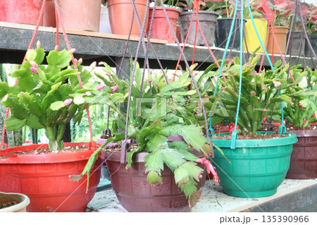 Schlumbergera truncata flower plant on hanging pot Schlumbergera truncata flower plant on hanging pot 135390966