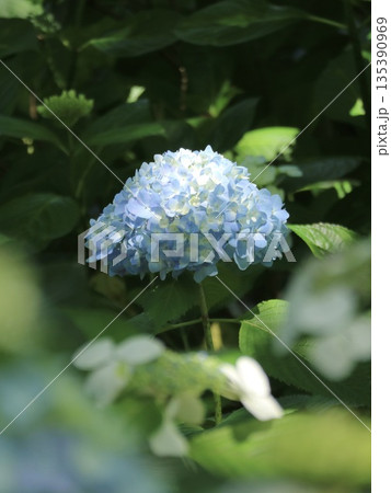 空色　紫陽花 135390969